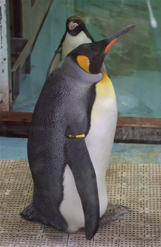 キングペンギン オウサマペンギン ペンギン ペンギン ぺんたん Info